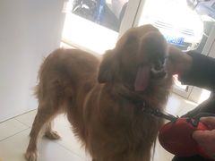 -宠福鑫康馨动物医院·骨科·眼科