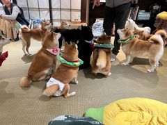 -逗柴咖啡屋·狗咖猫咖宠物桌游