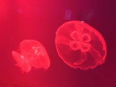 -福州罗源湾海洋世界旅游区