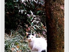 -上海佘山国家森林公园天马山园