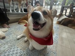 -Dog in Town Ekkamai