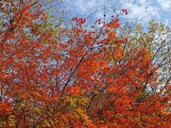 -青枫公园