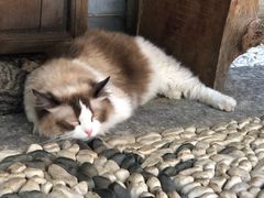 -喵屿·大理花园猫咖