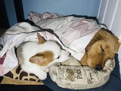 -爱侣宠医·鹦鹉专科·小型哺乳类·异宠专科(灵石路店)