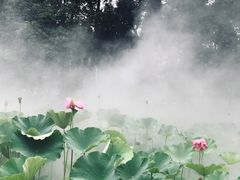 -四川大学(望江校区)