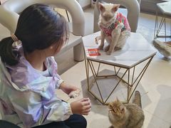 -藏猫猫咖啡主题馆(中央大道店)