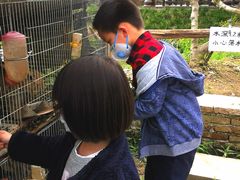 -樂桃源奉贤黄桃种植采摘基地
