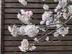 -高东镇樱花园