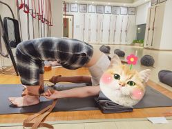 -成都阿难陀艾扬格瑜伽中心