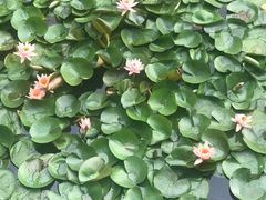 -东湖食堂·湖景餐厅•会议