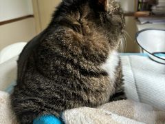 -宠颐生宠物医院·心肾内科·猫专科诊疗中心宠巢店