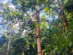 -西双版纳原始森林公园