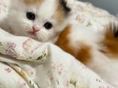 -珠海悠米米努特矮脚猫舍