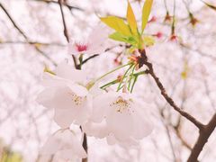 -顾村公园