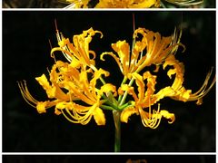 -杭州植物园