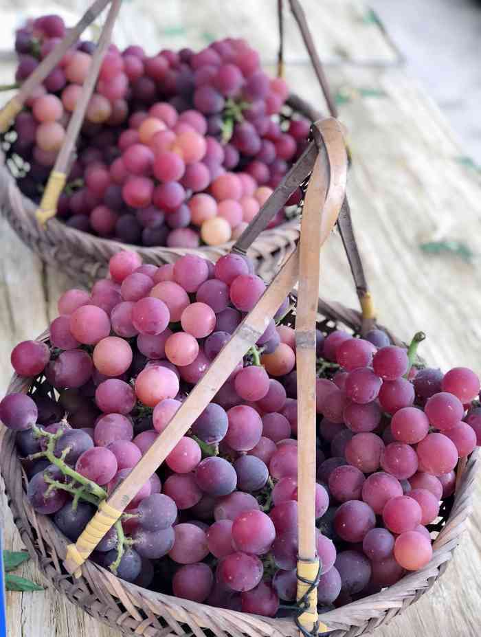 九龙湖葡萄-"到了吃葡萄的季节怎能不去解馋呢? [拔草.