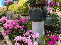 -双季花艺园艺市场(浦东店)