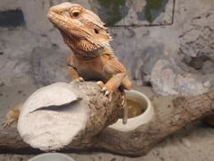 -上海大自然野生昆虫馆