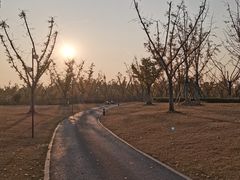 -九科绿洲