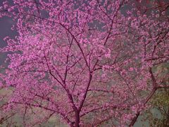 -西北湖绿化广场