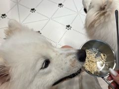 -毛绒耶耶撸宠馆·猫咖·狗咖·荷兰猪咖