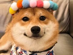 -三十六味匠猪蹄(三元桥店)