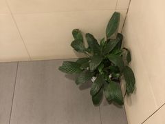 -咬不得高祖生煎·简餐(骆家庄店)