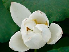 -建华生态湿地百荷园