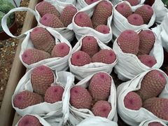 -龙大花卉苗木市场