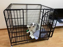 -翊宠yipet猫狗购宠庄园犬舍•猫舍