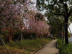 -梧桐山风景名胜区