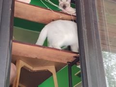 -李小姐の猫咖啡馆(五角场店)