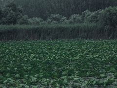 -微山湖红荷湿地景区