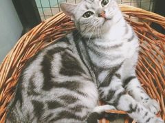 -猫咪博物馆(顶澳仔猫街店)