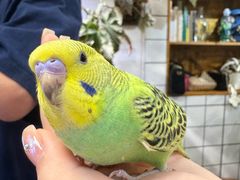 -吉丁鸟咖·异宠·寄养