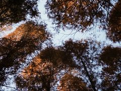 -黄海国家森林公园