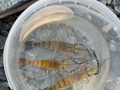 -DGE季风钓虾营地·团建·聚会