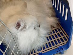 -安安宠医安欣宠物医院