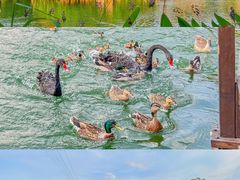 -长鹿旅游休博园