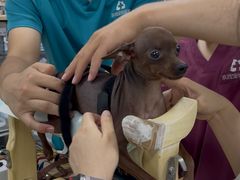 -西安京西宠物医院·瘫痪·疑难杂症