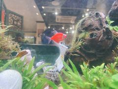 -阿莉餐厅(枣阳路店)