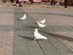 -艾提尕尔清真寺