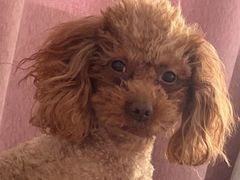 -瑞派宠物医院·中兽医专科(中央商城分院)