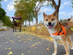 -上海长兴岛郊野公园