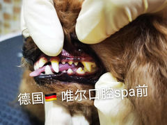 -汪小喵宠物·戴维斯乐芳希施宠馨宝皮毛调理洗护店