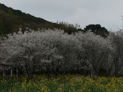 -苏州上方山国家森林公园