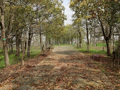 -上海海湾国家森林公园