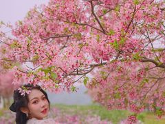 -天适樱花悠乐园
