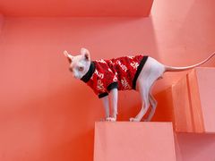 -藏猫猫咖啡主题馆(中央大道店)