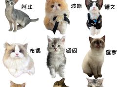 -Bastet sally猫舍购宠(静安店)